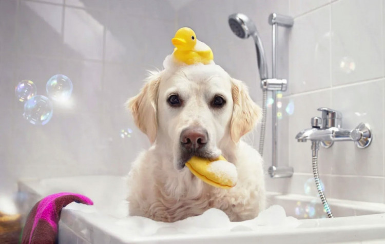 Dctr.Go Шампунь-бальзам для животных Sнampoo Therapy "Мультиуход" 1000 ml в Ижевске